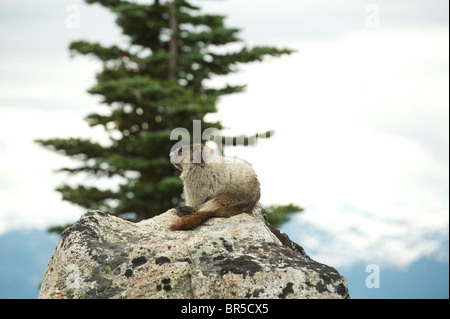 Hoary Murmeltier (Marmota Caligata). Blackcomb Mountain, Whistler, BC, Kanada Stockfoto