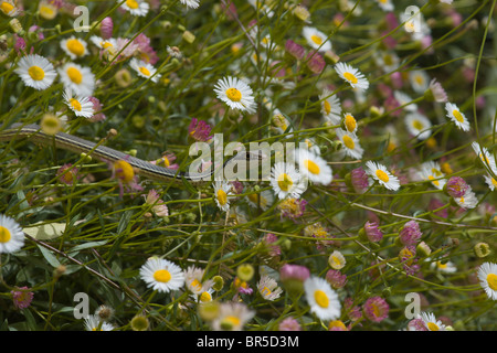 Weiße Heide Aster Stockfoto