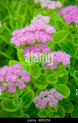 SEDUM SPECTABILE BRILLANT MAUERPFEFFER Stockfoto