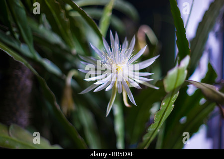 Blooming Cereus Nacht Stockfoto