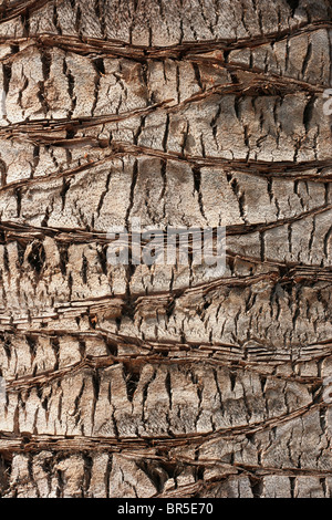 Muster in der Rinde einer Palme Stockfoto