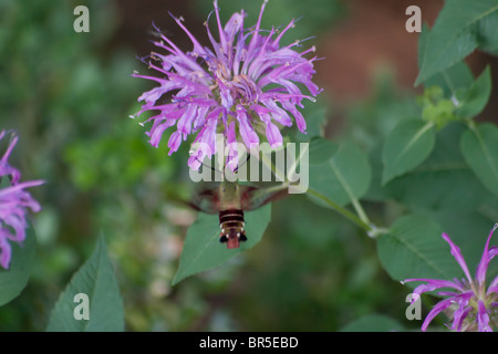 Snowberry Clearwing Kolibri Motten (Hemaris Thysbe) Stockfoto