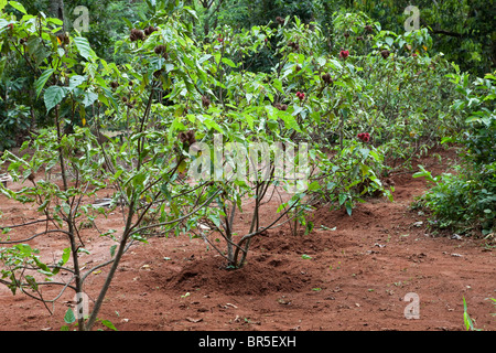 Sansibar, Tansania. Pflanze, Lippenstift Baum Bixa Orellana Rouge. Stockfoto