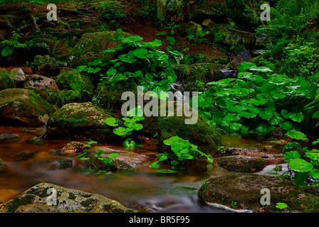 Ein Gebirgsbach laufen zwischen mossed Steinen hinab ins Tal. Stockfoto