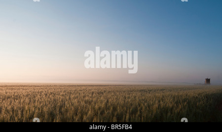 Israel, Golan-Höhen, Triticum Weizenfeld im Morgengrauen Stockfoto