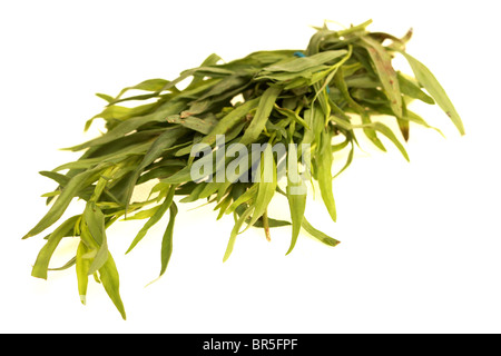 Frische aromatische Bündel Estragon Kochen Kraut gegen einen weißen Hintergrund mit keine Menschen und einen Freistellungspfad Stockfoto