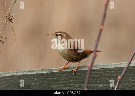 Zaunkönig (Troglodytes Troglodytes) - auch bekannt als Winter Wren. Ein gewölbtes Nest baut. Stockfoto