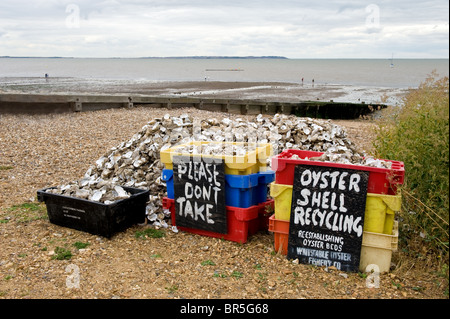 Austernschale recycling Sammlung am Strand von Whitstable, Kent Stockfoto