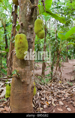 Sansibar, Tansania. Jackfrucht. Stockfoto