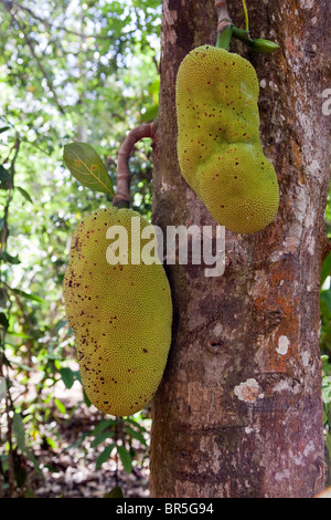 Sansibar, Tansania. Jackfrucht. Stockfoto