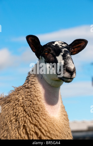 Maultier Gimmer Lämmer auf der Weide grasen. North Yorkshire. Stockfoto