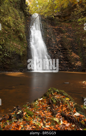 Fallen können Beck, Sneaton Wald, North Yorkshire, Foss Wasserfall, Herbst Stockfoto