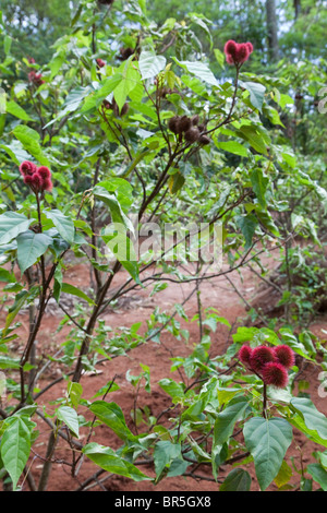 Sansibar, Tansania. Pflanze, Lippenstift Baum Bixa Orellana Rouge. Stockfoto