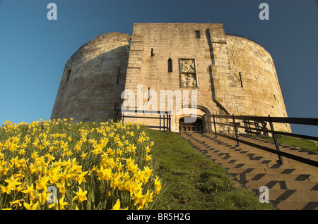 Cliffords Tower York, umgeben von Narzissen Stockfoto