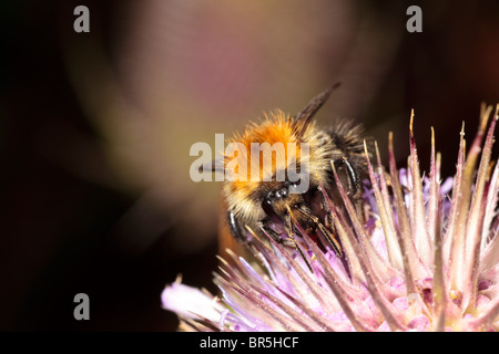 Makroaufnahme einer Biene auf einer Distel Pollen zu sammeln Stockfoto