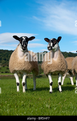 Maultier Gimmer Lämmer auf der Weide grasen. North Yorkshire. Stockfoto