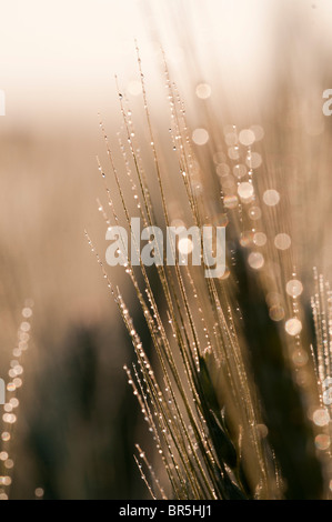 Israel, Golan-Höhen, Triticum Weizenfeld fällt am frühen Morgen Tau Stockfoto