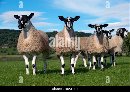 Maultier Gimmer Lämmer auf der Weide grasen. North Yorkshire. Stockfoto