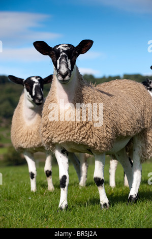 Maultier Gimmer Lämmer auf der Weide grasen. North Yorkshire. Stockfoto