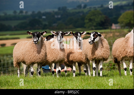 Maultier Gimmer Lämmer auf der Weide grasen. Cumbria Stockfoto