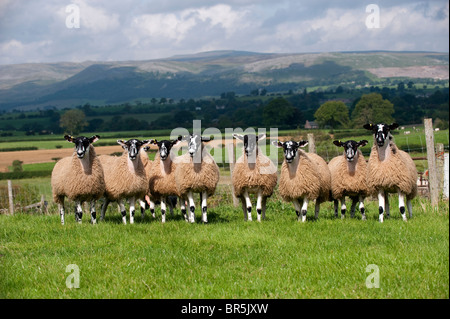 Maultier Gimmer Lämmer auf der Weide grasen. Cumbria Stockfoto