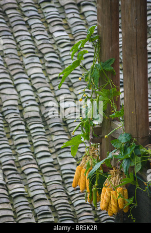 Trocknung von Hühneraugen mit schwarz-Ziegeldach, Longsheng, Guangxi, China Stockfoto