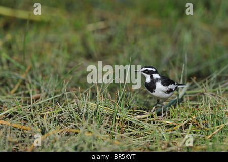 Afrikanische Trauerschnäpper Bachstelze (Motacilla Aguimp) stehend auf dem Boden - Kratersee - Kenia Stockfoto