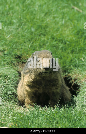 Alpen-Murmeltier (Marmota Marmota), mit Sand in seinem Fell aus Graben, Allgäuer Alpen, Deutschland, Europa Stockfoto