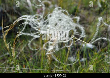 Federgras (Stipa Pennata - Stipa Joannis) blühen im Sommer auf dem Causse Méjean - Cevennen - Frankreich Stockfoto