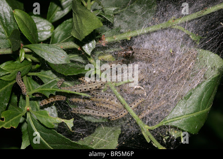 Spindel Hermelin Motten Larven (Yponomeuta Cagnagella: Gespinstmotte) in ihr Netz auf Spindel, UK. Stockfoto