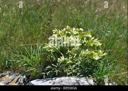 Stinkende Nieswurz - Dungwort - Bären Foot (Helleborus Foetidus) - Blüte im Frühjahr - Cevennen - Frankreich Stockfoto