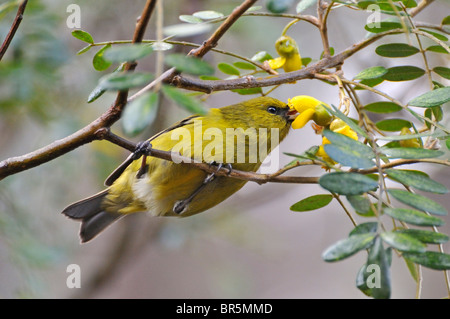 Gelbes Hawaii Kleidervogel extrahieren von Nektar aus Blüten in Maui, Hawaii-Inseln, Hawaii, USA. Stockfoto