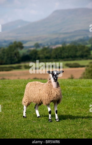 Maultier Gimmer Lämmer auf der Weide grasen. Cumbria Stockfoto