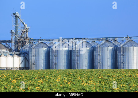 Im Landesinneren Getreideterminal mit Sonnenblumenfeld Ernte im Vordergrund.   Rathwell, Manitoba, Kanada. Stockfoto