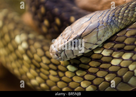 Königskobra (Ophiophagus Hannah) Stockfoto