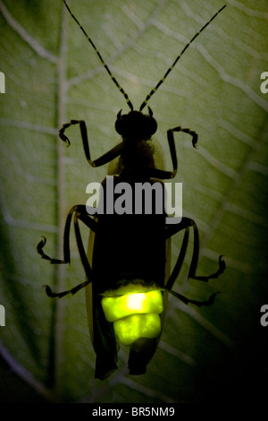 Glühwürmchen in der Nacht - Glühwürmchen blinkt Stockfoto