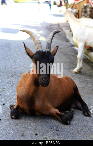 Eine Ziege der Strasse in Le Village de Chevres in den französischen Alpen Stockfoto