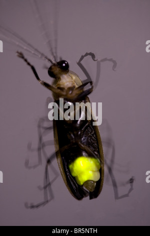 Glühwürmchen in der Nacht - Glühwürmchen blinkt Stockfoto