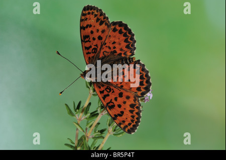 Spotted Fritillary (Melitaea Didyma - Didymaeformia Didyma) männlich mit offenen Flügeln auf Blüte - Sommer Stockfoto