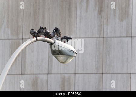 Eine Gruppe von sechs Stadt Tauben sitzen hausten auf einer Großstadt Laternenpfahl. Stockfoto