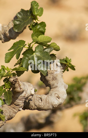 Feigenbaum (Ficus Carica) mit neuen Blättern Stockfoto