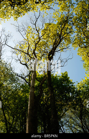 Eiche, Quercus petraeae und Ash, Fraxinus excelsior Bäume in Spring Woodland, Wales, Großbritannien. Stockfoto