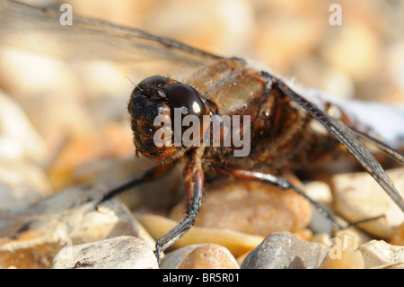 Breit-bodied Chaser Libelle (Libellula Depressa) Nahaufnahme des Kopfes von männlich, Oxfordshire, Vereinigtes Königreich. Stockfoto