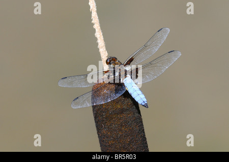 Breit-bodied Chaser Libelle (Libellula Depressa) männlich ruht auf Binsen, Oxfordshire, Vereinigtes Königreich. Stockfoto