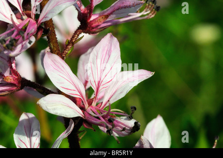 Brennenden Dornbusch oder falsche Diptam (Dictamnus Albus) Nahaufnahme Blume, Bulgarien Stockfoto