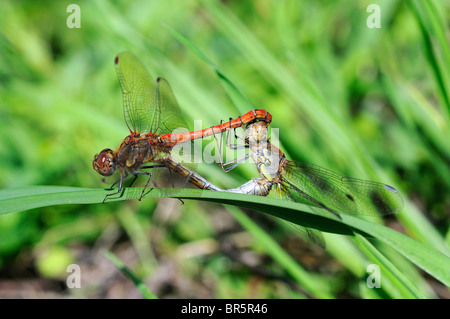 Gemeinsamen Darter Libelle (Sympetrum Striolatum) paar in der Paarung Rad, Oxfordshire, Vereinigtes Königreich. Stockfoto