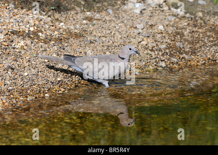 Collared Dove (Streptopelia Decaocto) stehen am Rand des Wassers, Oxfordshire, Vereinigtes Königreich. Stockfoto