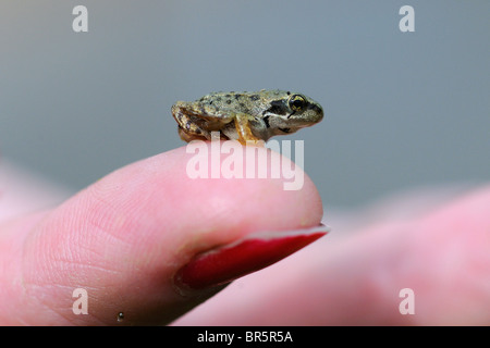 Gemeinsamen Frosch (Rana Temporaria) kleine Froglet sitzen auf menschliche Finger, Oxfordshire, Vereinigtes Königreich