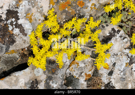 Goldmoss oder beißen Mauerpfeffer (Sedum Acre) wächst zwischen Felsen Flechten bedeckt, Bulgarien Stockfoto