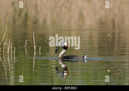 Großen Crested Grebe (Podiceps Cristatus) Erwachsenen versuchen, große Schleien, Barnes, UK zu schlucken. Stockfoto